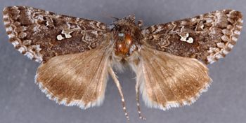 Media type: image;   Entomology 23729 Aspect: habitus dorsal view